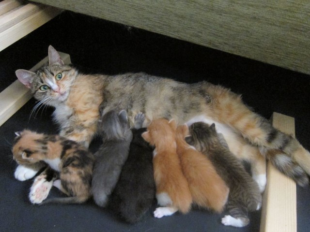 Котовторник на 26.06.12