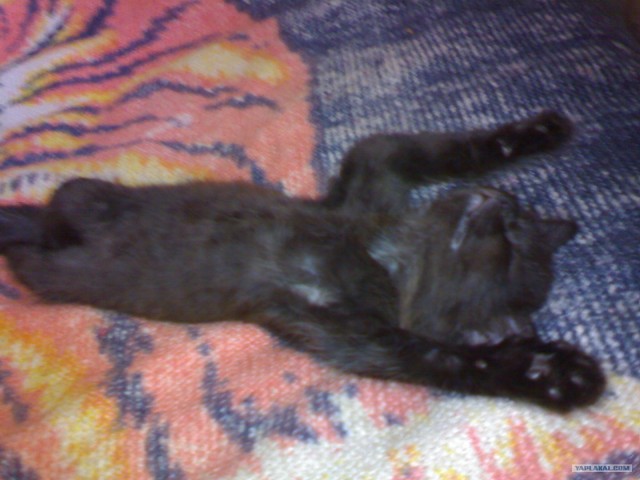 Котовторник 10. 07. 2012