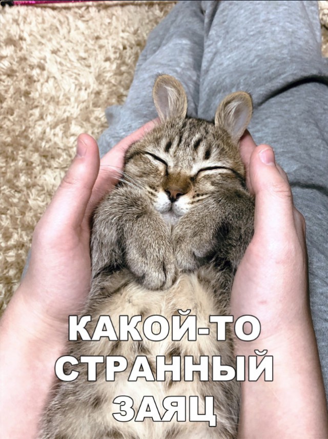Забавные фото котеек