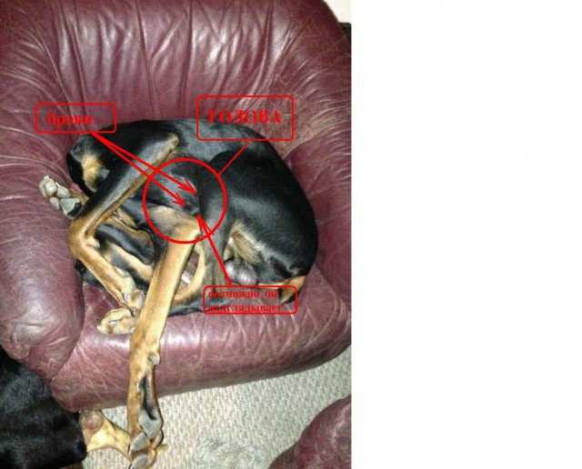 С собакой что-то не так