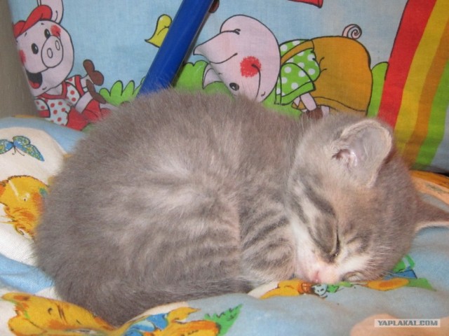 Котовторник 12.02.13