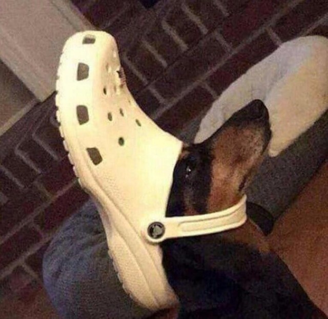 Живность из сети