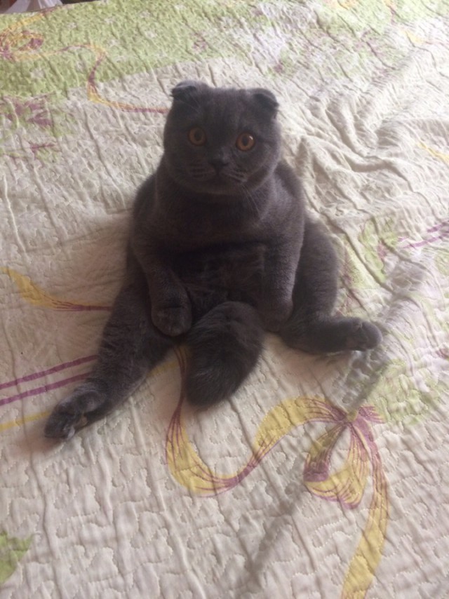 Забавные фото котеек