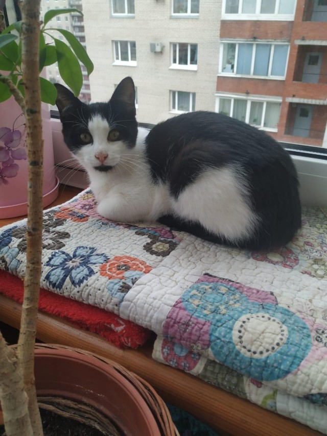 Забавные фото котеек