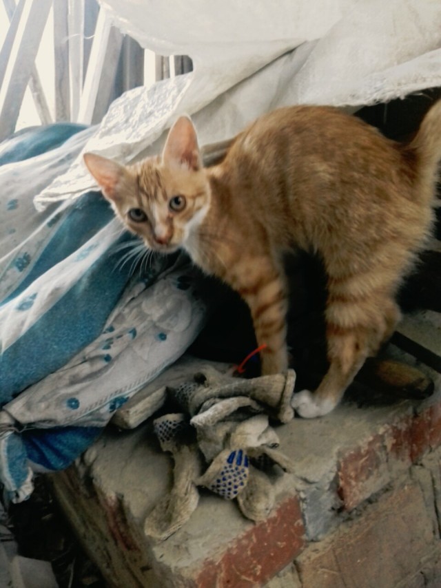 Забавные фото котеек
