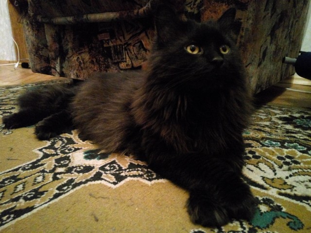 Кто такой кот Баюн?