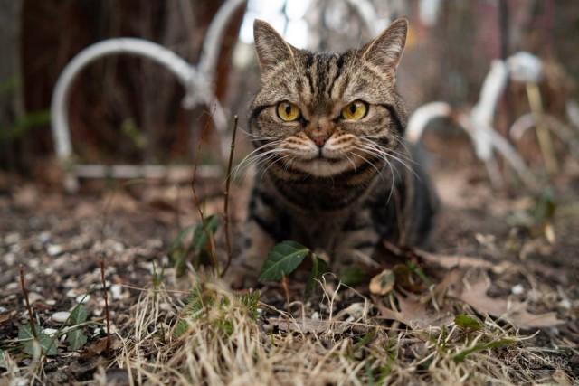 Котовторник