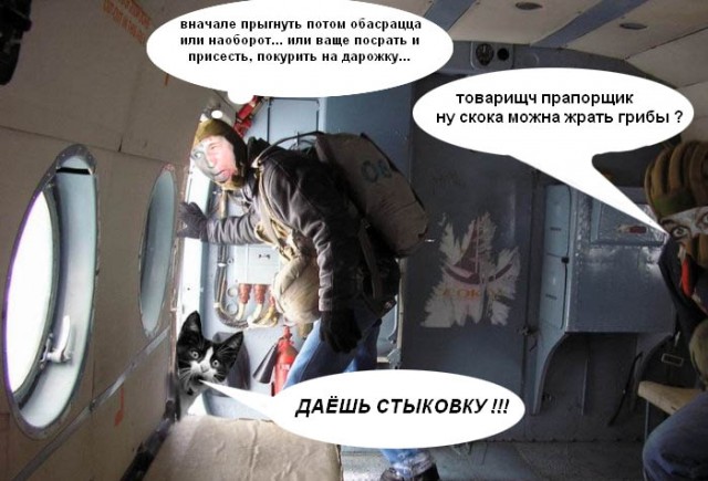 Фотожаба: Кот