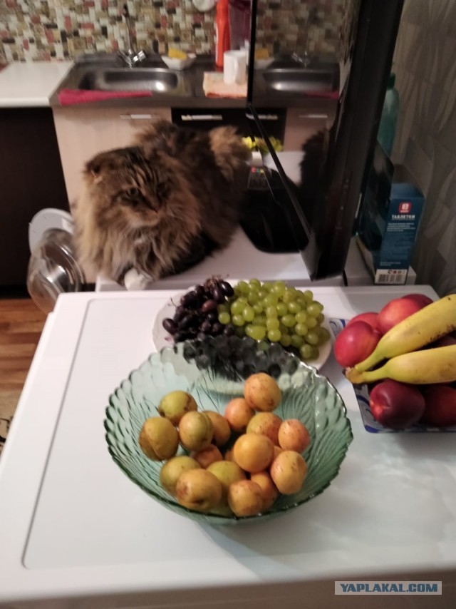 Котовторник