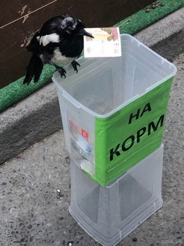 Эти забавные животные