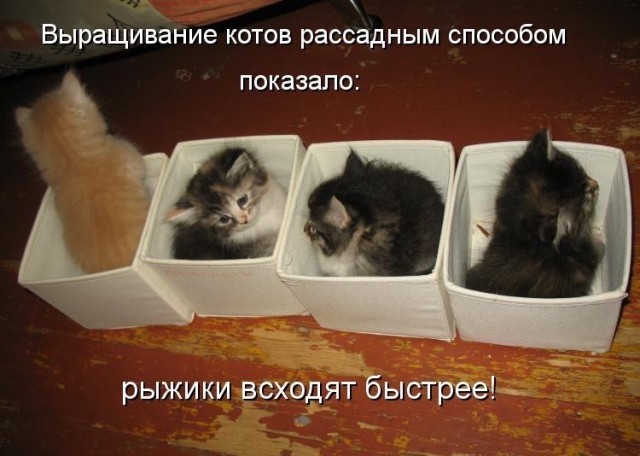 Разные картинки во вторник. С котами