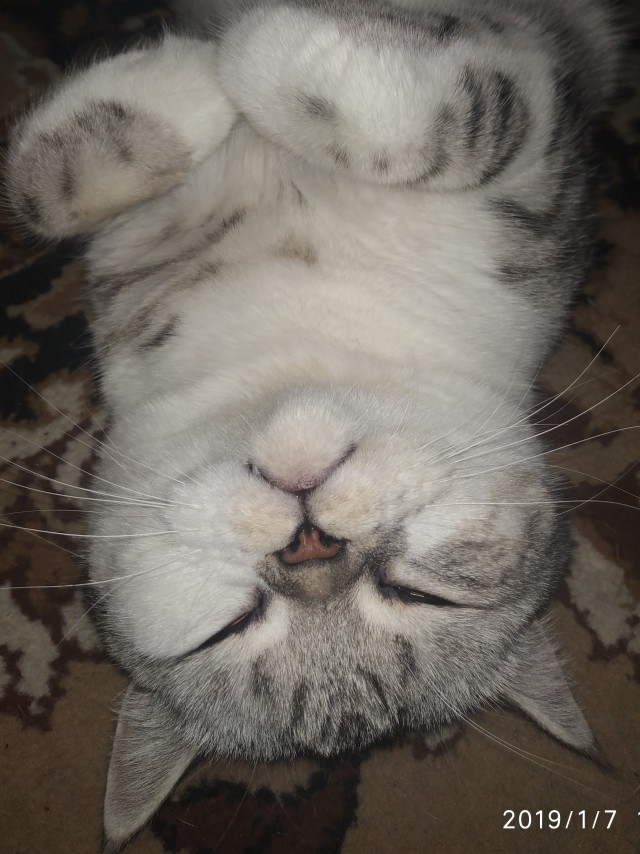 Котейки и солнышко