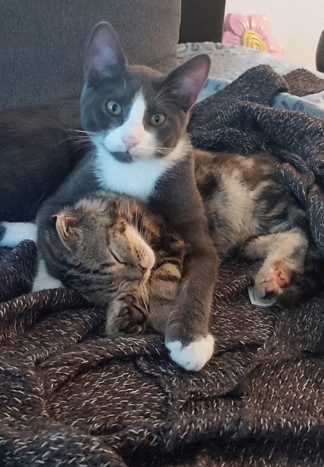 Котовторник 17.11.20