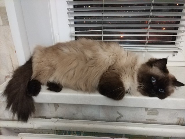 Скучно котику в лесу