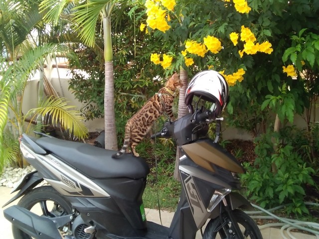 Моя красотка