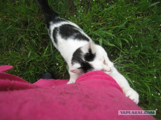 Жизнь домашнего приюта для котеек 344