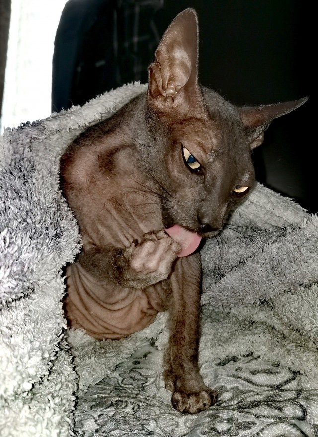 Погнали! С котовторником, други!
