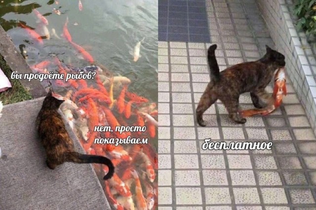 Разбираем новый мем "про рыбов"