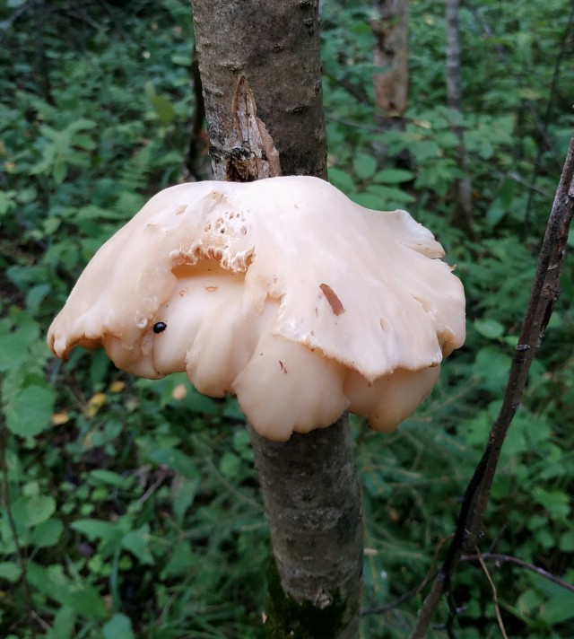 Дачные грибочки