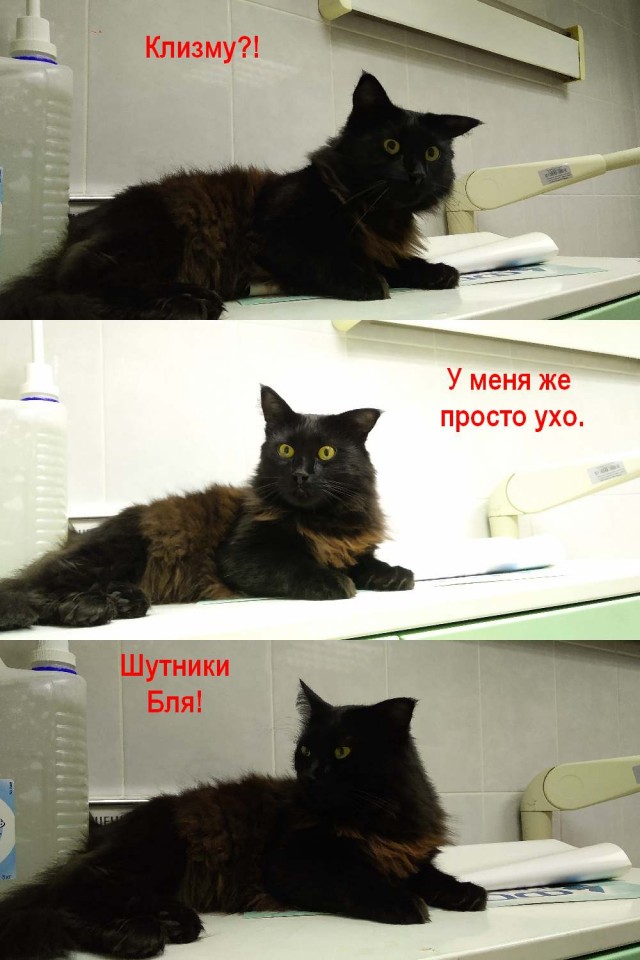 Котовторник
