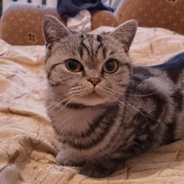 Котовторник. Февраль
