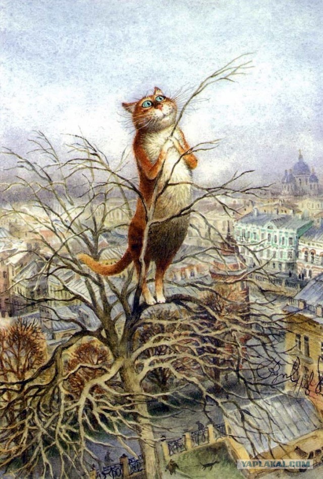 Котовторник. Февраль