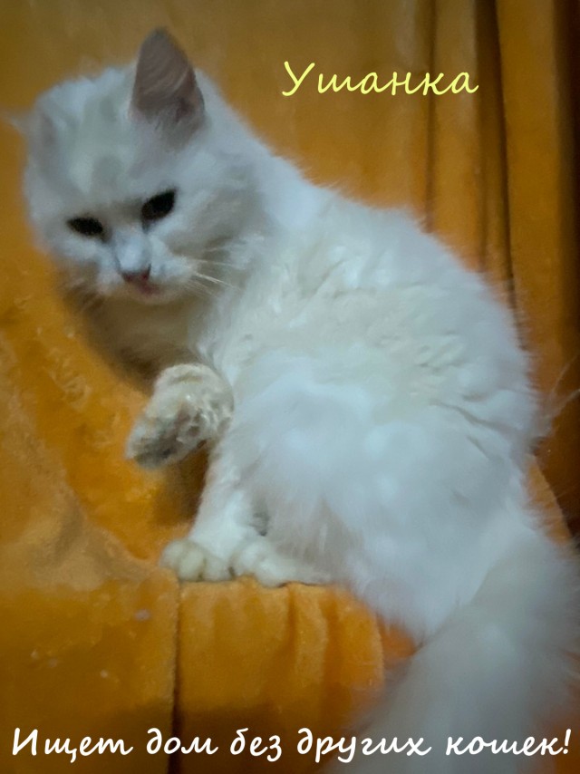 Жизнь домашнего приюта "Котоленд" 324
