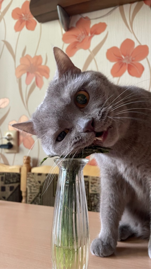 А вот и котовторник 24.05.2022