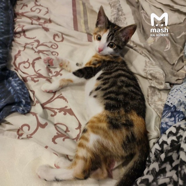 Кошка Алия, которую оставили в подъезде с трогательной запиской, нашла новый дом