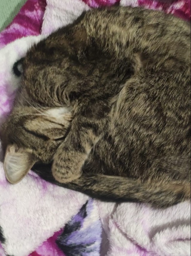 Котейку забрали из приюта