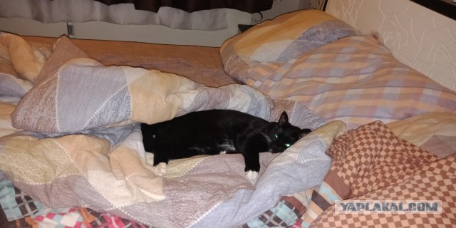 Котодракула