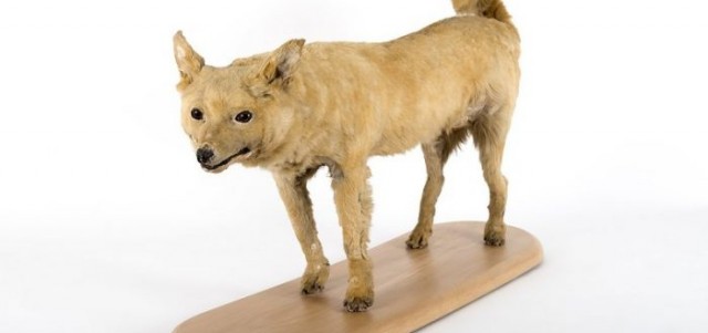 Вымершие породы собак: каких псов уже не существует