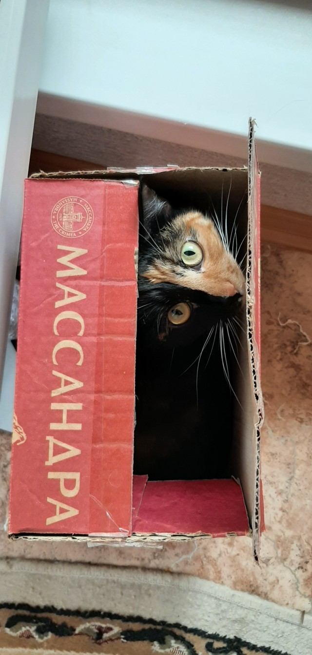 Я опять кота нашёл