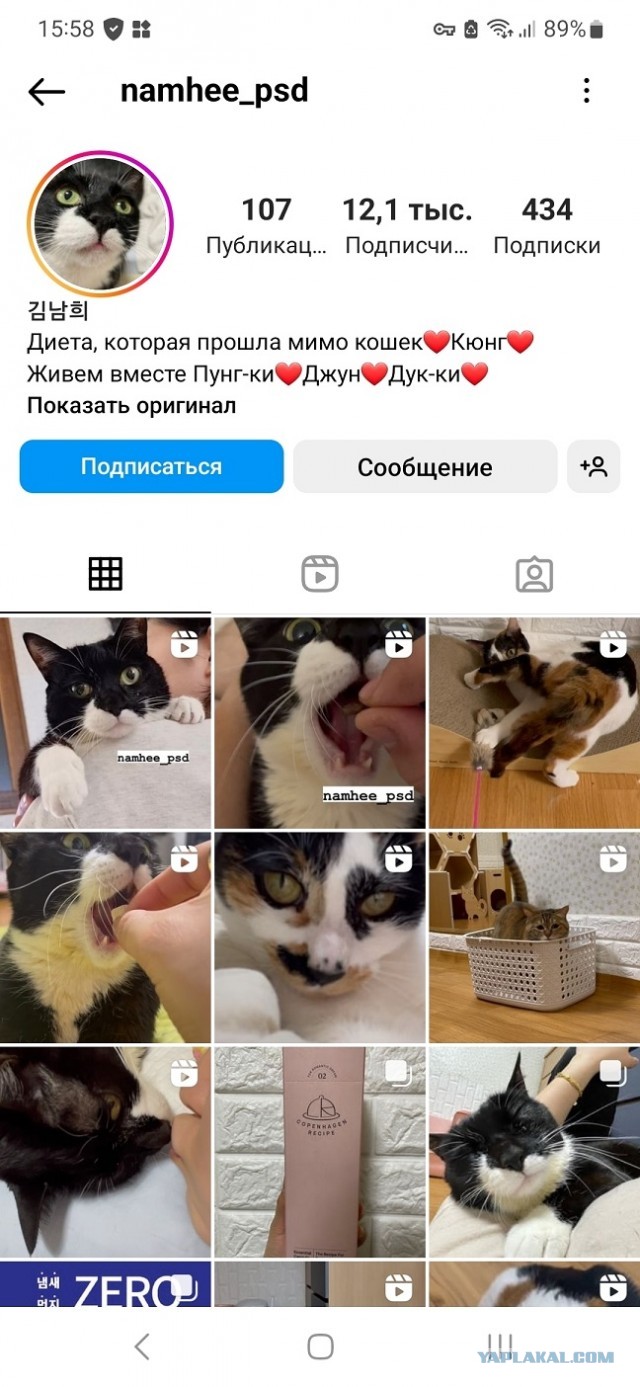 Кормление кота