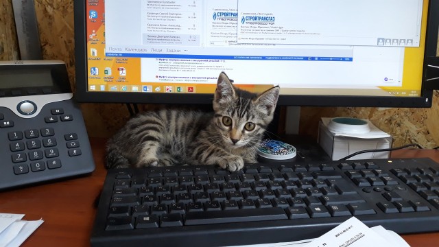 Коты на производстве