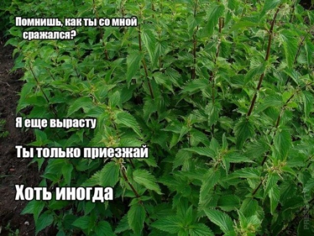 Мечта каждого мужика