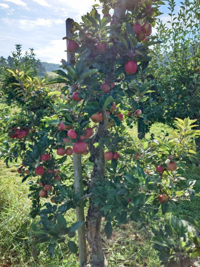 Яблоки. В ФРГ