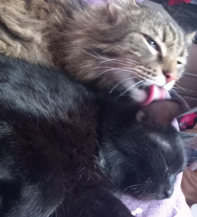 Котовторник в картинках