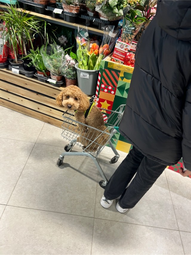 Дора