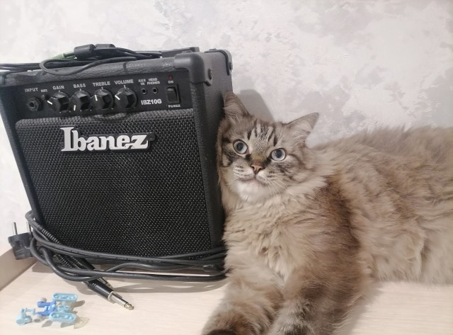 Ну-с, с наступившим староновогодним котовторником