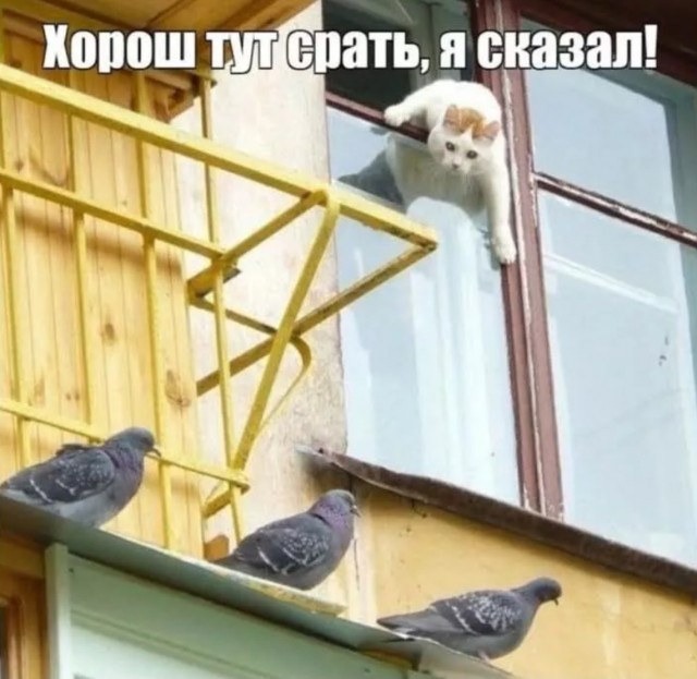 Завалялось тут случайно немного забавных картинок