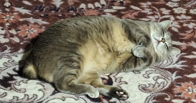 А где котики, сегодня же вторник!