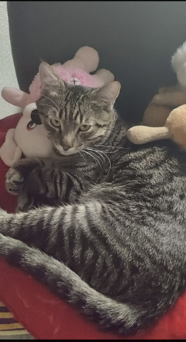 Тёплое, лаповое к котовторнику.