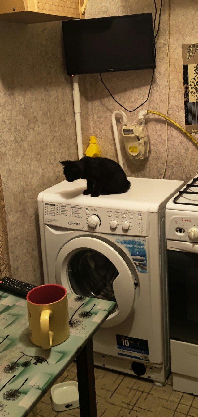 Котовторник.