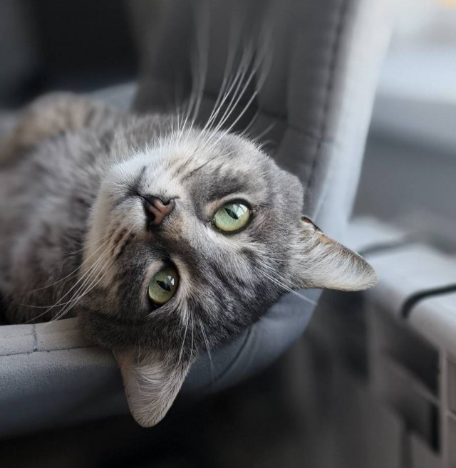 Кота с дачи забрал