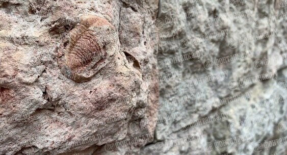 Со стены в Петербурге пропал легендарный трилобит