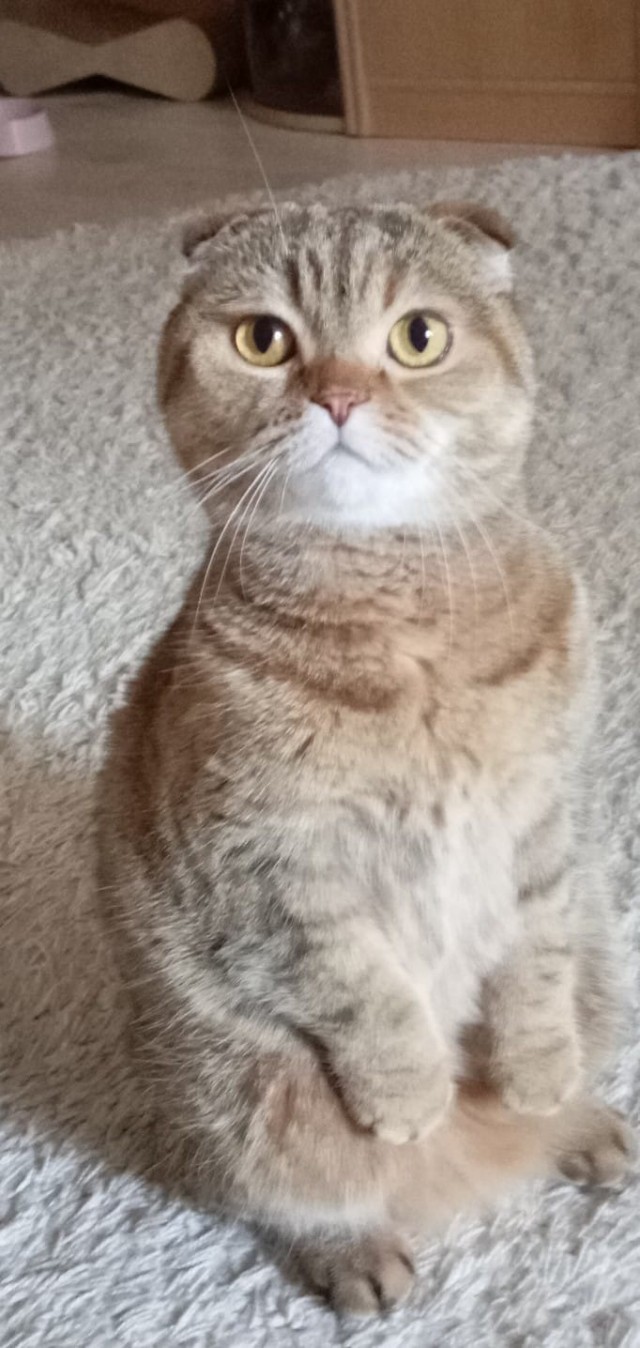 Котовторнику да