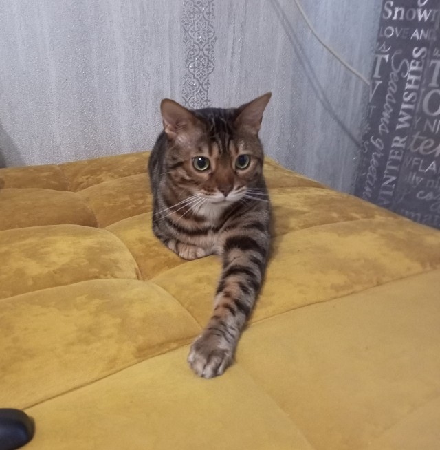 Искупать кошку? Проще пареной репы!