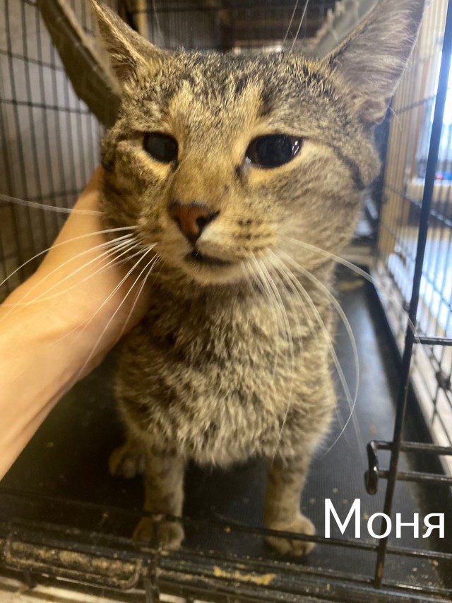 Жизнь домашнего приюта "Котоленд" 516