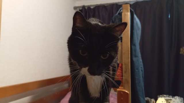 Котэ с дефицитом внимания